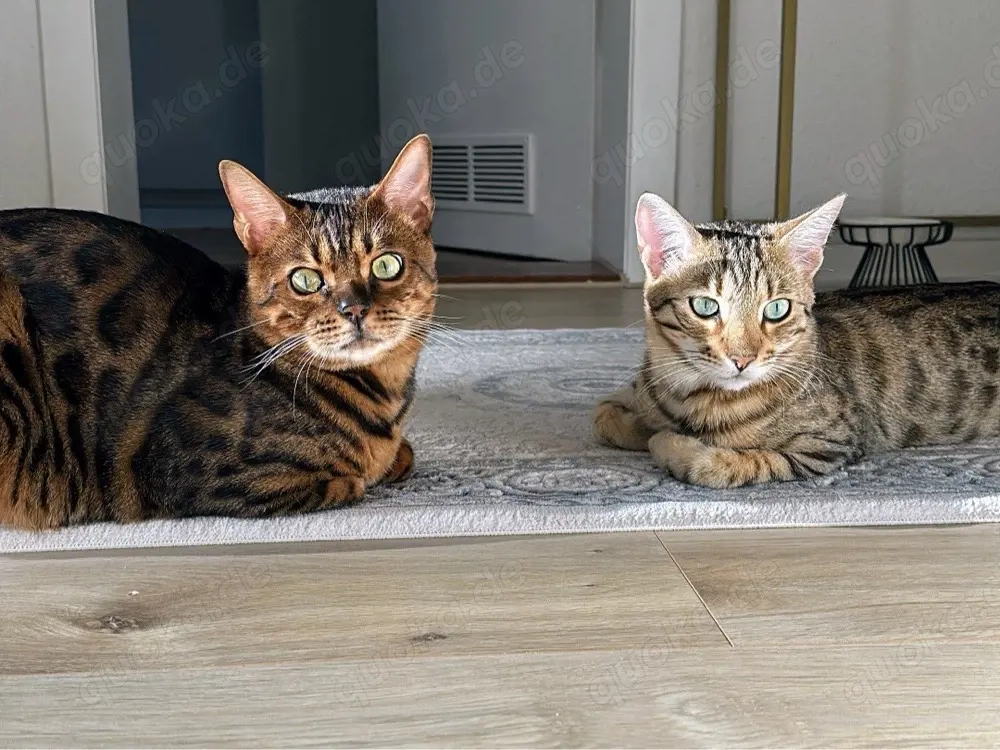 2 Bengalenkater (kastriert) schweren Herzens abzugeben   nur in erfahrene Hände