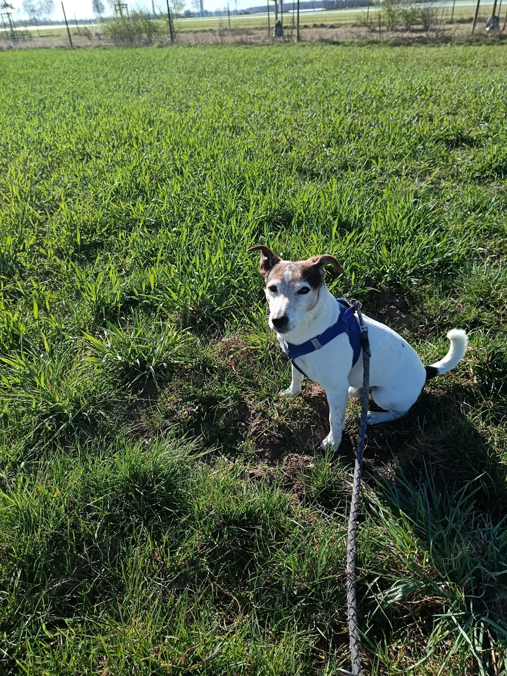 Jack Russell Terrier 