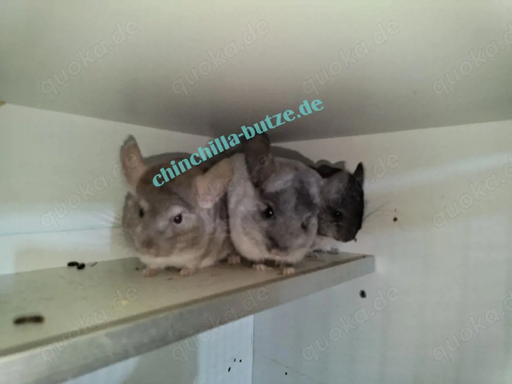 Chinchillas zur Abgabe 