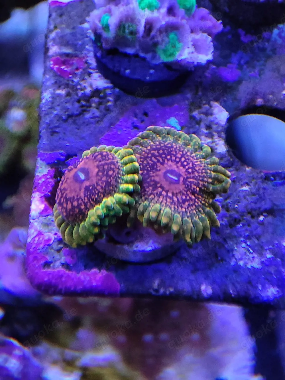 Zoanthus GMK