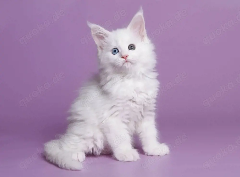 Maine-Coon-Kätzchen suchen ein neues Zuhause