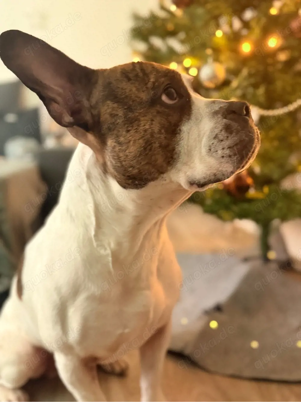 Wunderschöner Rüde als Deckrüde verfügbar