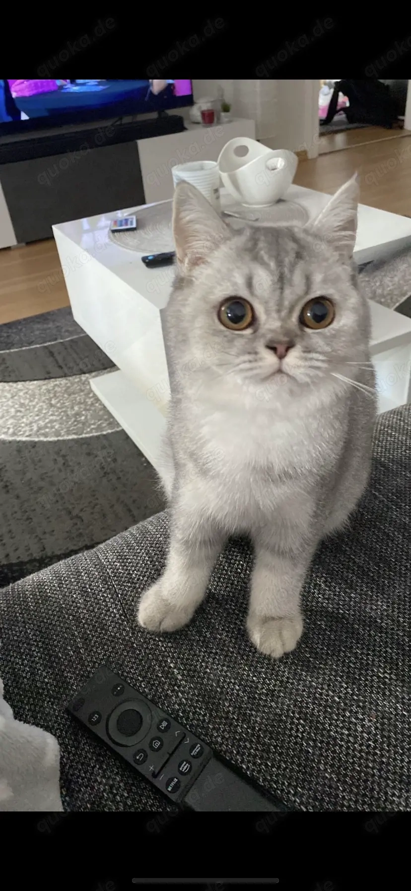 Unsere britisch Kurzhaarkatze Samy sucht ein neues Zuhause