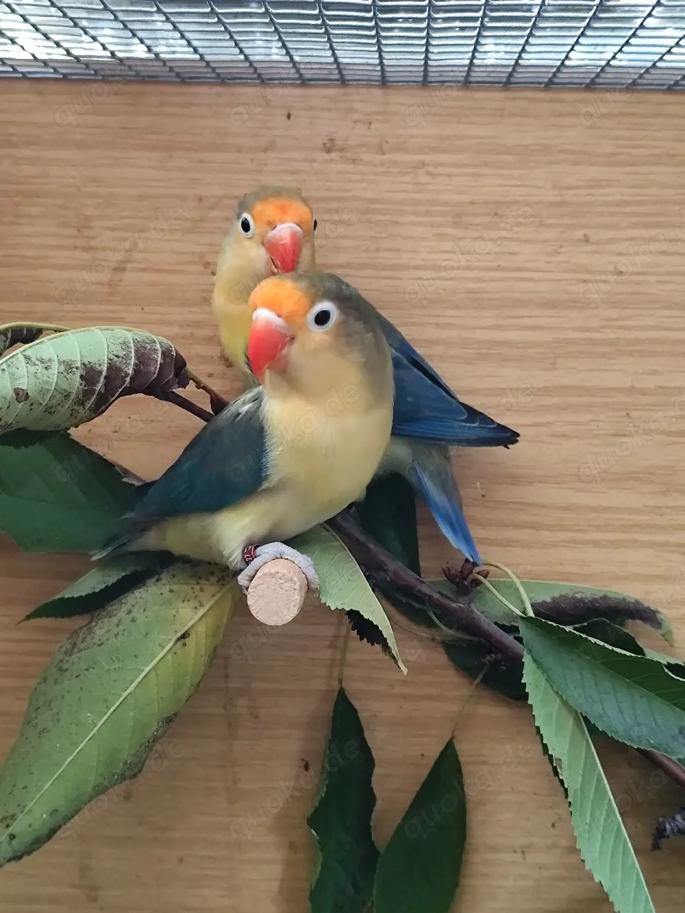 Pfirsichköpfchen 