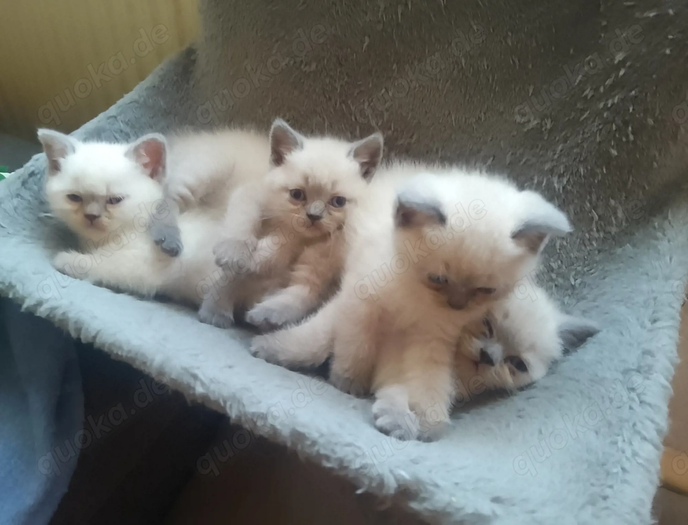 Vier süße BKH reinrassig 