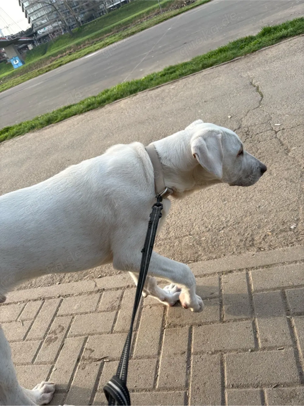 kangal akbas sucht dringend ein zuhause