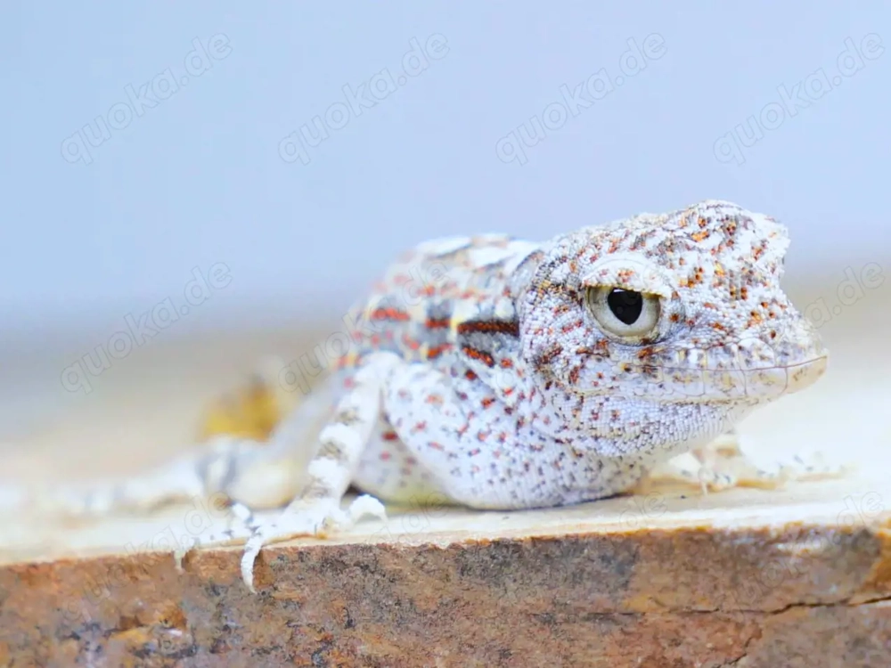 Pristurus carteri Nachzuchten  25  'Masirah ' - Skorpionschwanzgecko - Tierversand oder Abholung