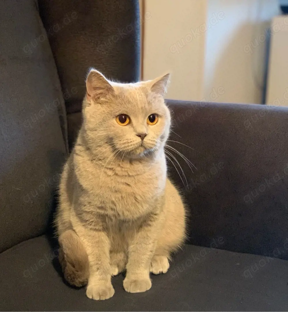 Bkh Katze 