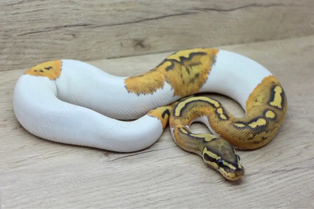 Königspython 1.0 Hypo Pied nz25 abzugeben