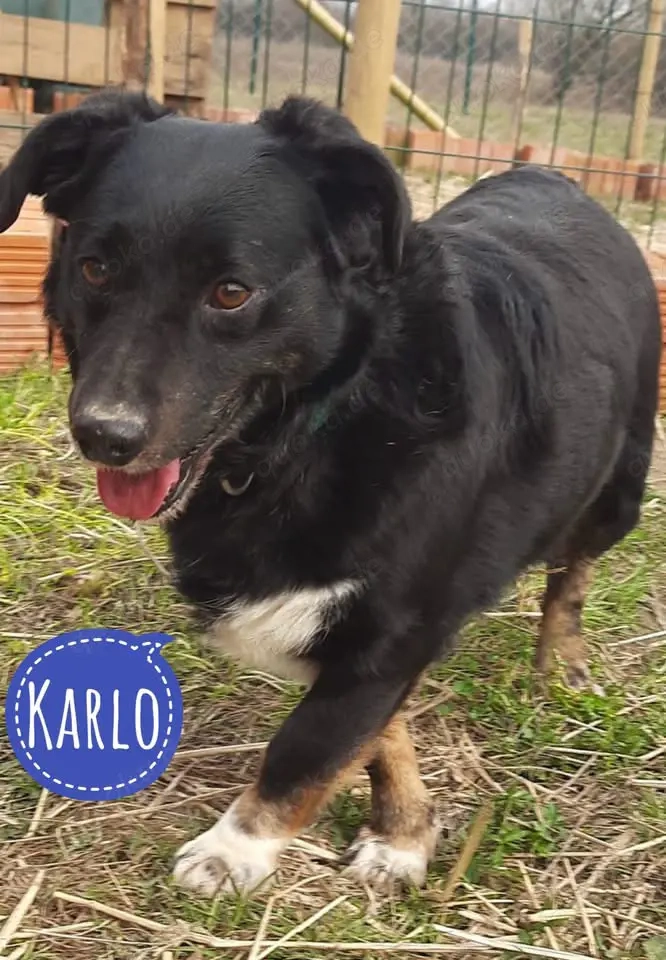 Karlo, Mali Medimurski pas Mix sucht nach schwerer Enttäuschung ein neues Zuhause