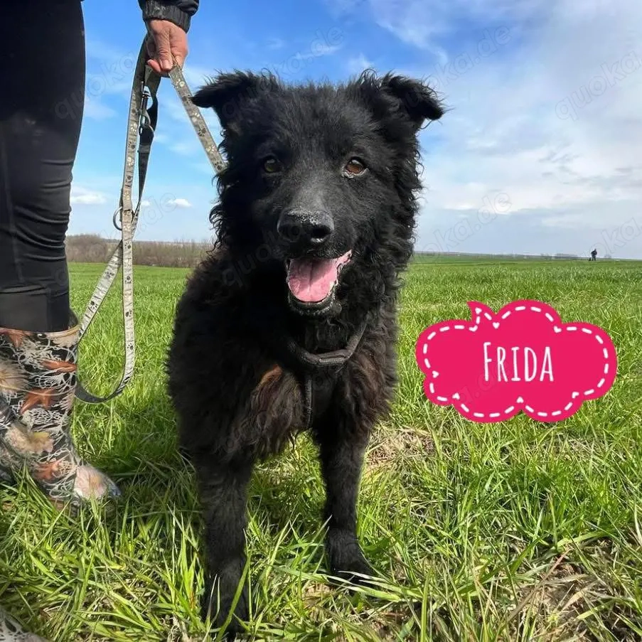Frida, bildhübsch, wünscht sich nach so langer Zeit im Tierheim endlich ein Zuhause