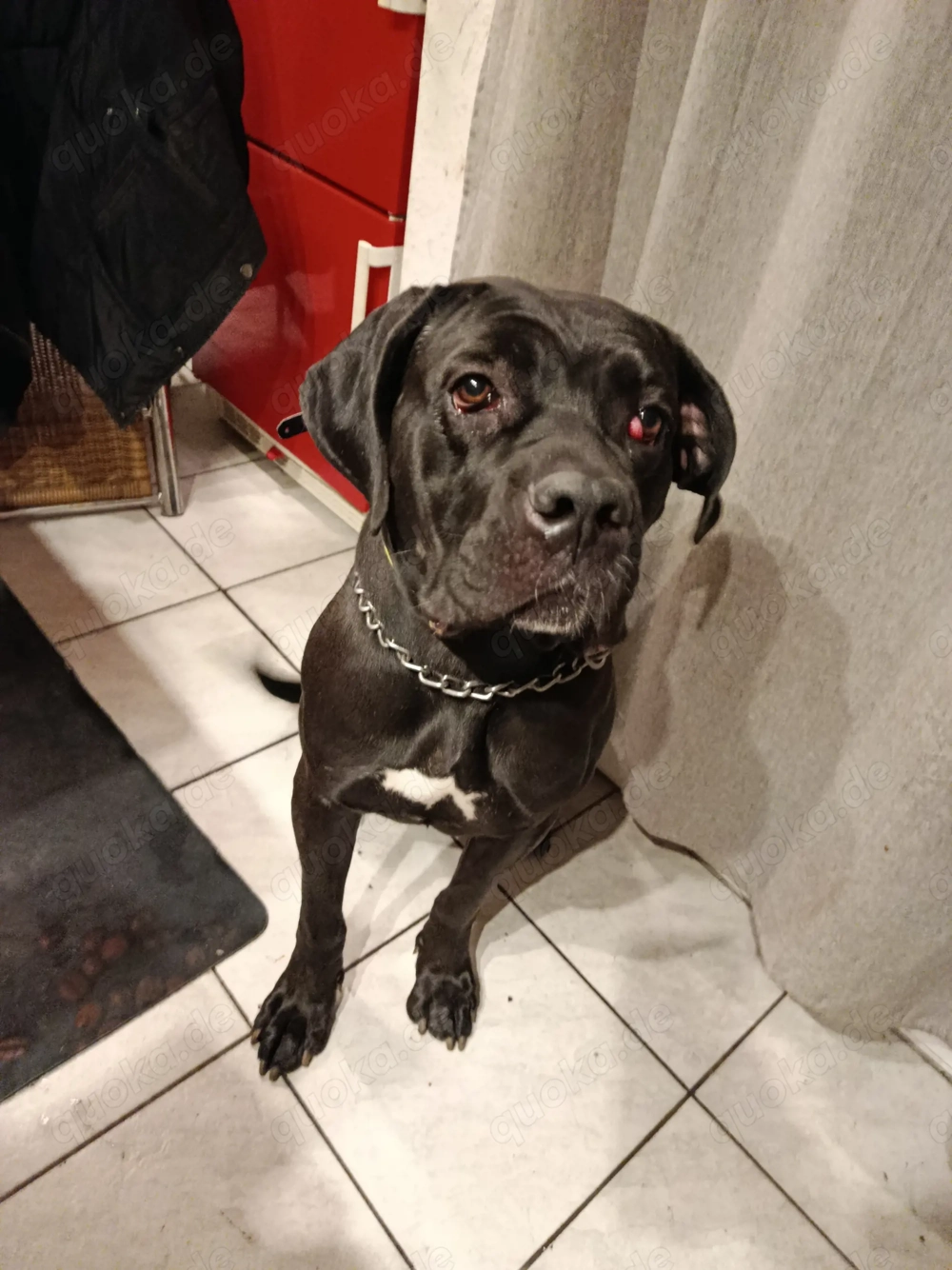 Liebe Hündin sucht ein für immer zuhause 