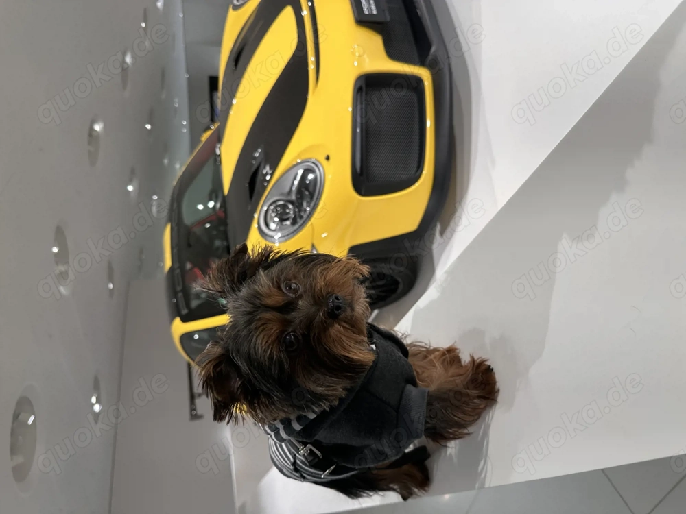 Yorkshire Terrier Mini Deckrüde sucht Hündin 