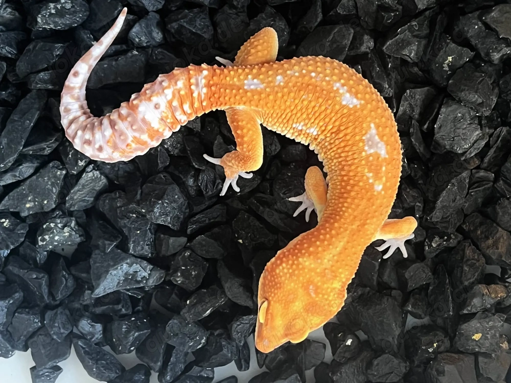 1.0 Red Diamond ph Eclipse Leopardgecko - Eublepharis macularius Männchen