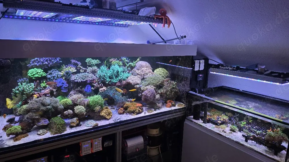 HighEnd Meerwasser Aquarium