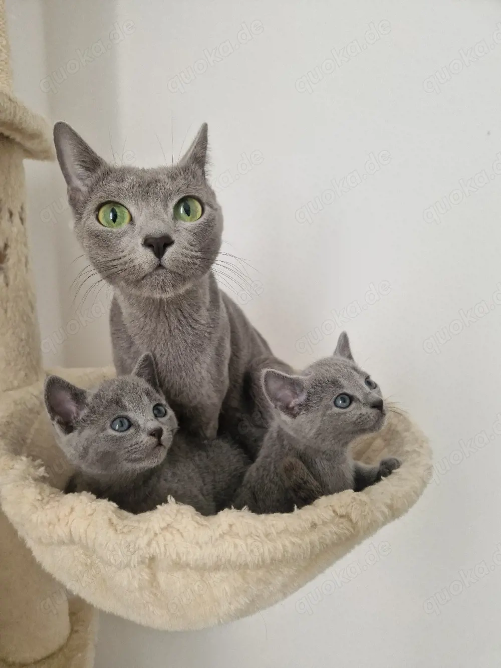 Russisch Blaue Katze