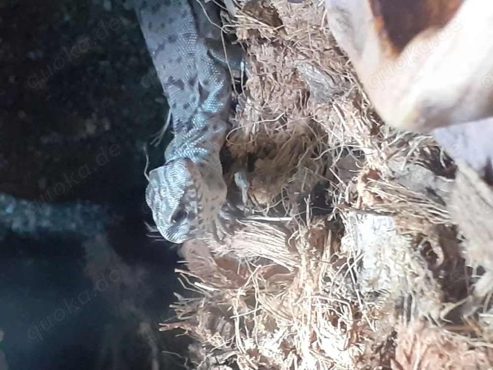 Varanus gillini 