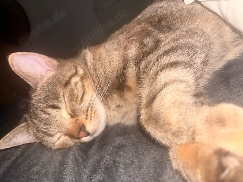 katze zu verkaufen