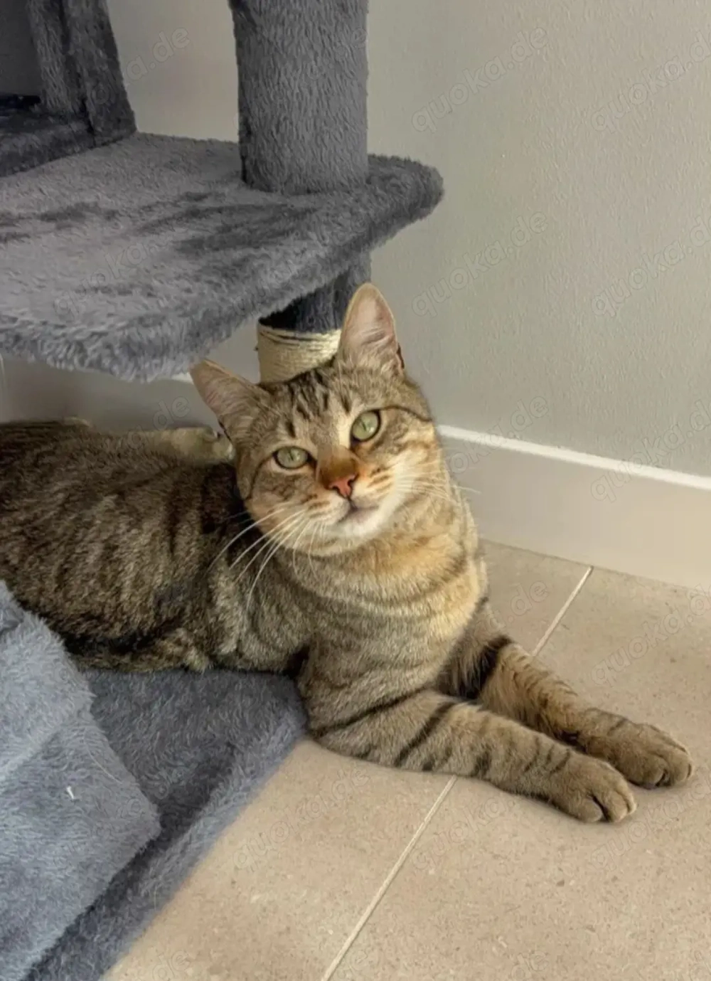 Pachi - Verschmuster Tiger sucht harmonische Familie 