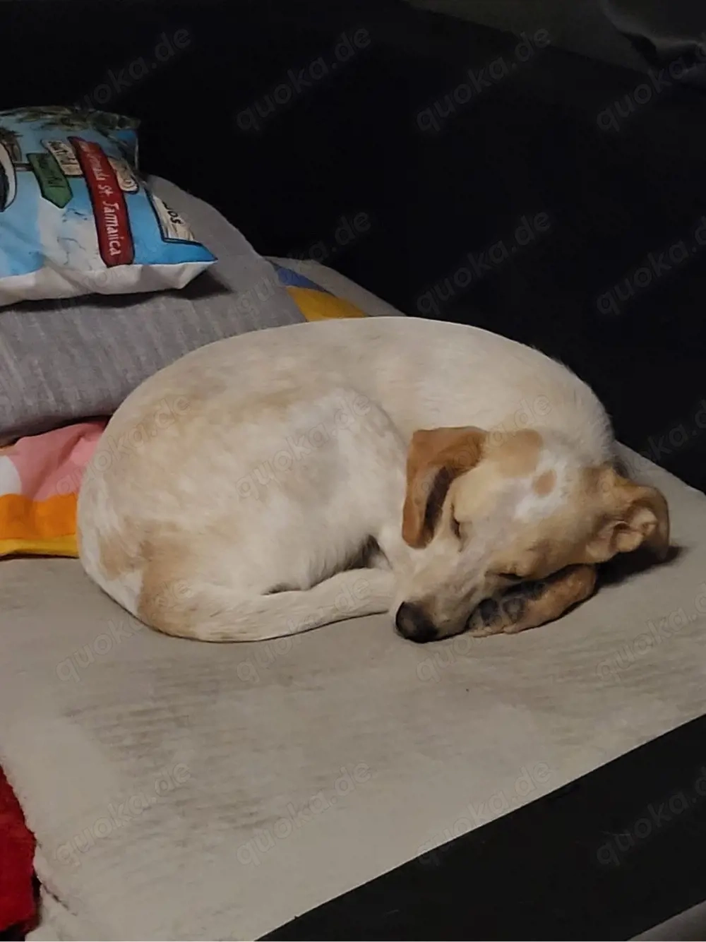 Bibi  1jahr sucht neues Körbchen 