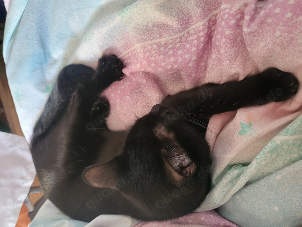 ich verkaufen hier eine Katze 