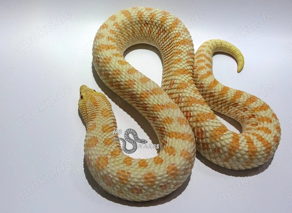 Heterodon nasicus (Westliche Hakennasennatter) Adulte Tiere