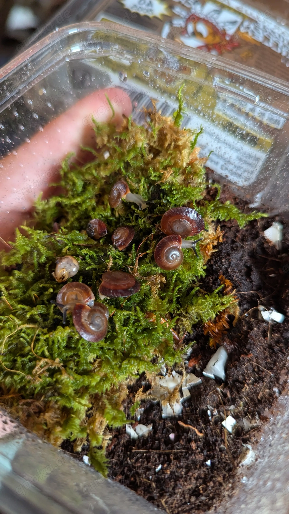 Caracolus sagemon (keine Achatschnecke)