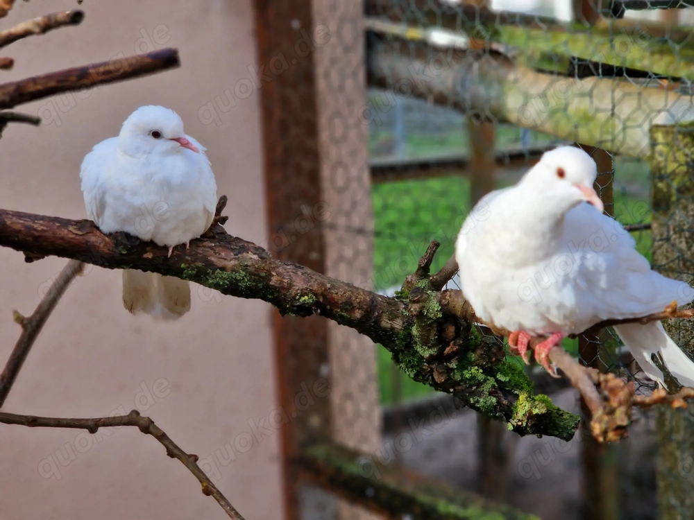 Lachtauben abzugeben