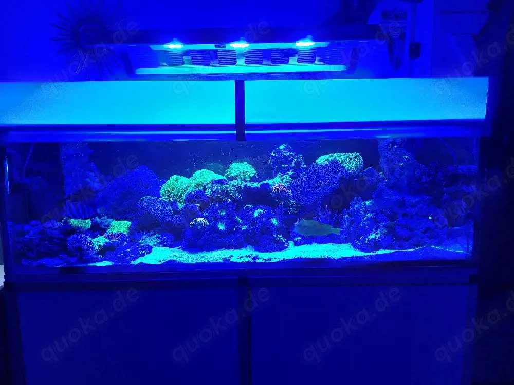  Maxspect Recurve LED