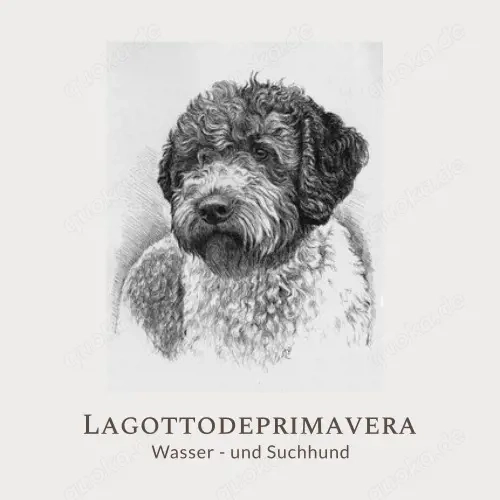 Lagotto Romagnolo Welpen