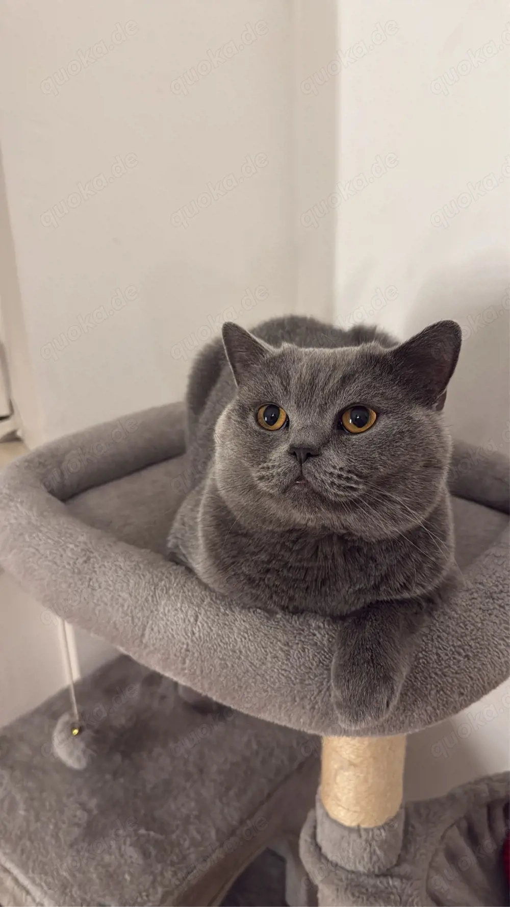 Deckkater Bkh