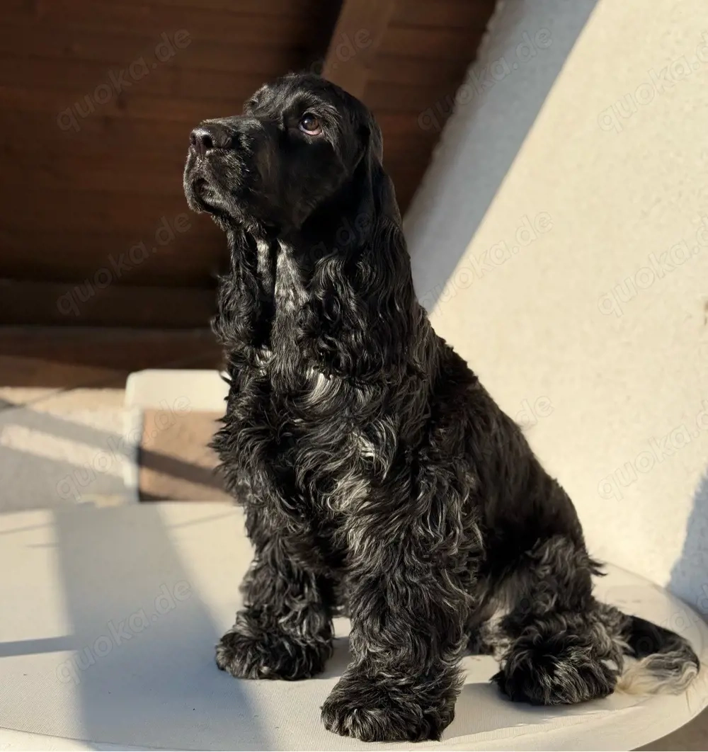 Englische Cocker Spaniel Welpen