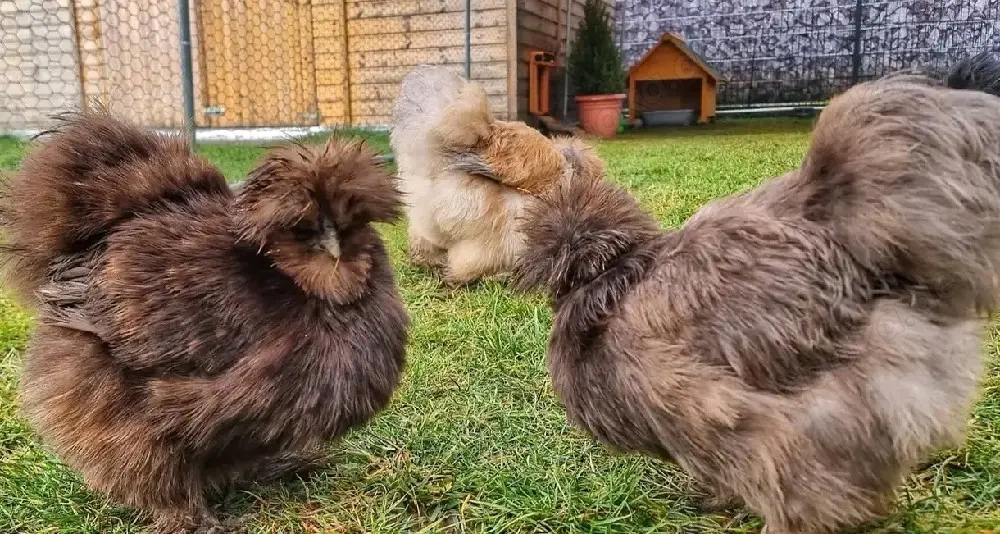 Kostenlose Seidenhühner und Gartenvögel 