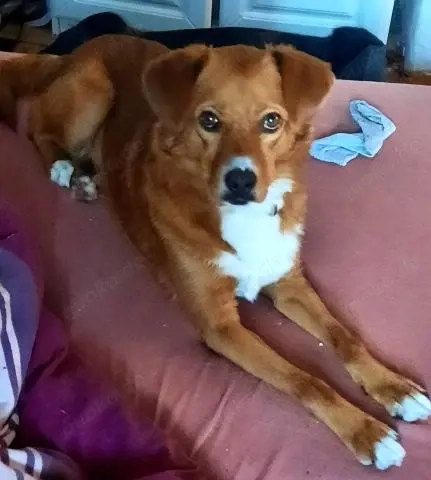 Hübsche Katinka - will endlich zur Ruhe kommen