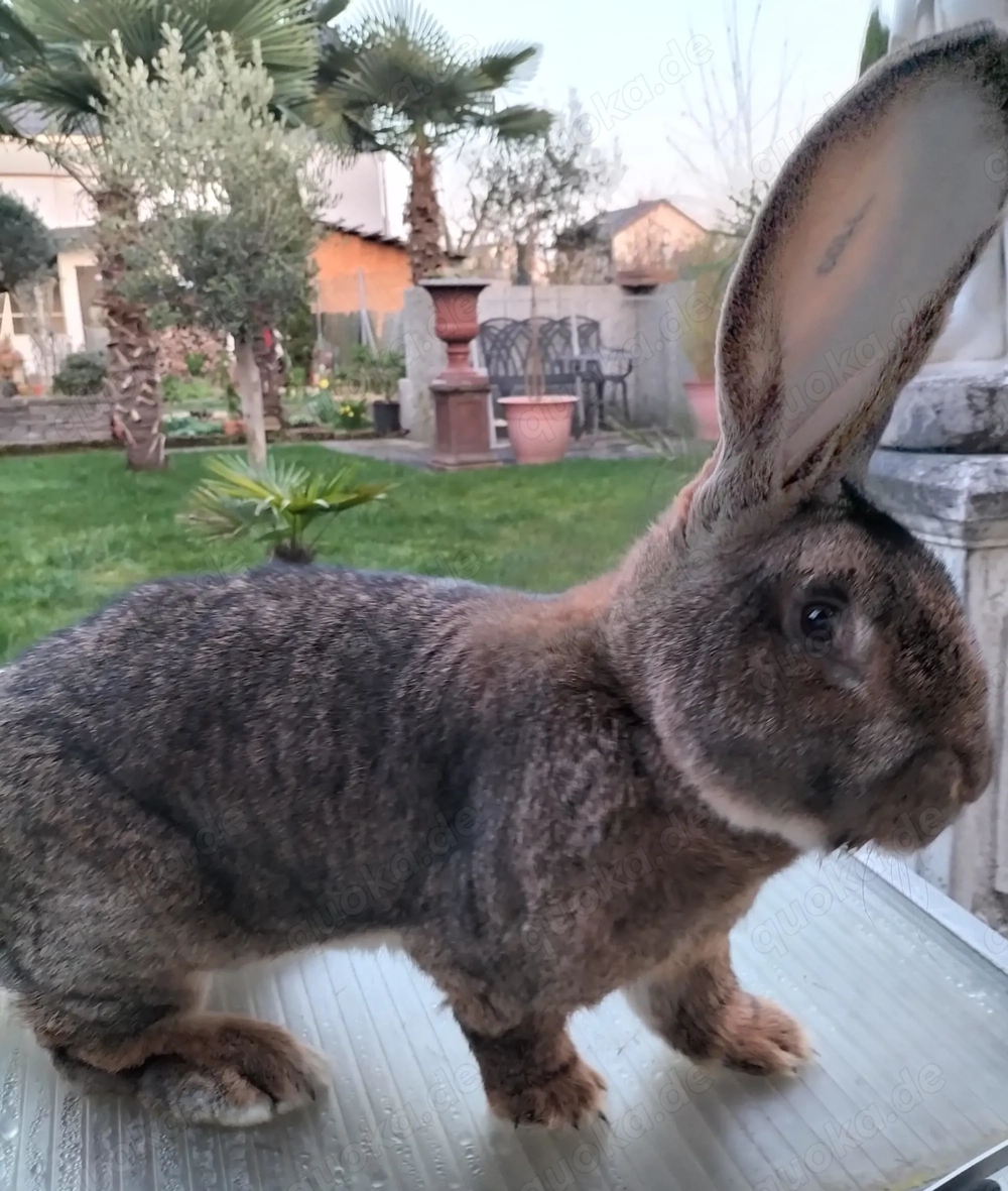 Deutscher Riese Kaninchen wildfarben Rammler