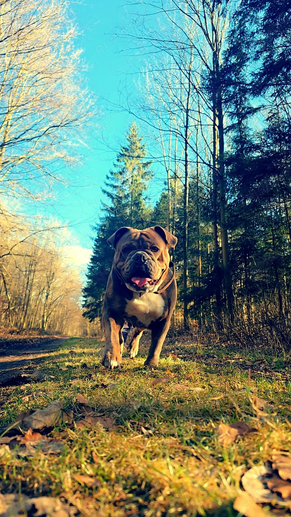 Kein verkauf honey sucht Liebhaber 