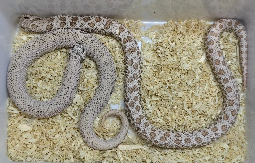 Heterodon nasicus | Hakennasennatter 