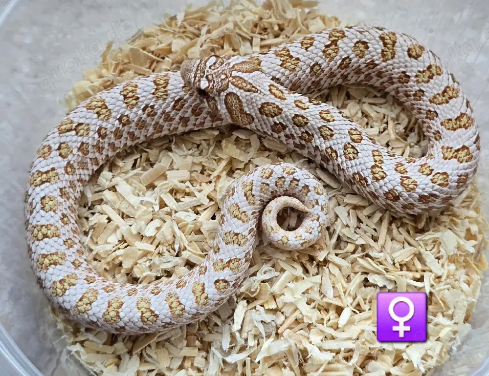  Heterodon nasicus   Hakennasennatter 