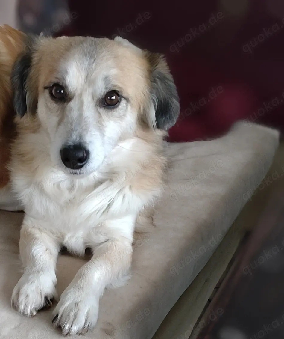 kleiner Rüde sucht für-immer-Zuhause