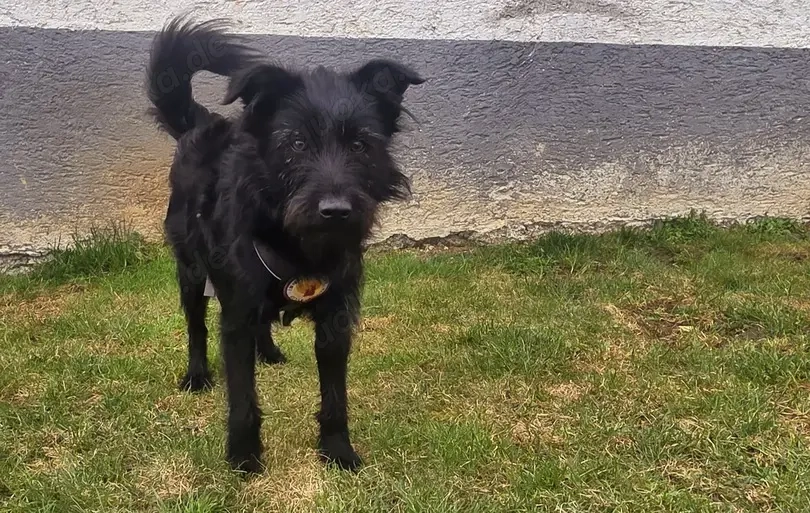 Salome: Energie trifft Schmusebacke