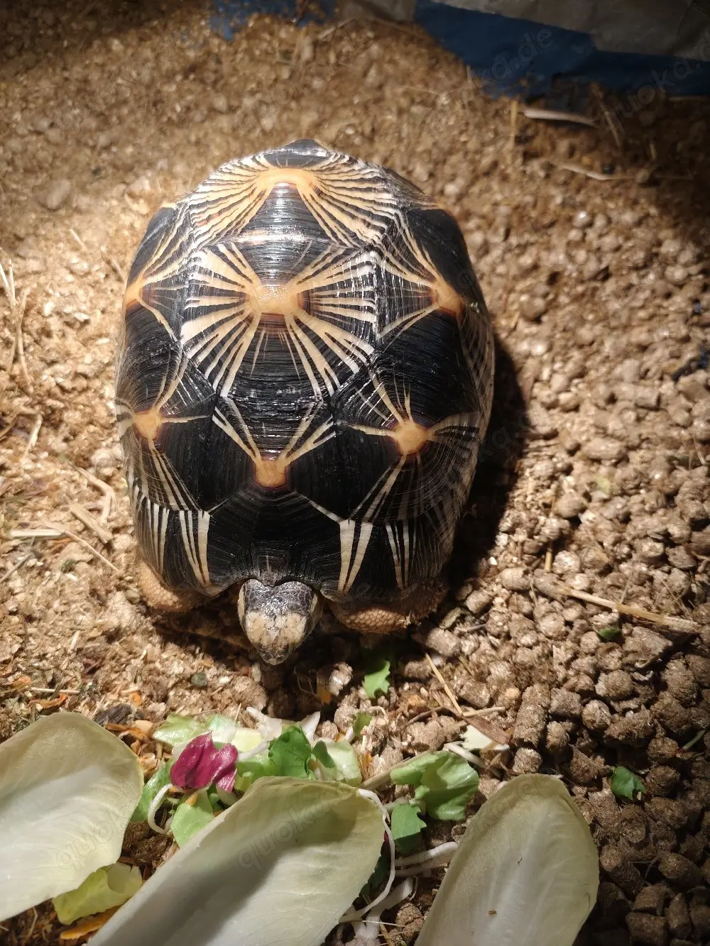 Strahlenschildkröte