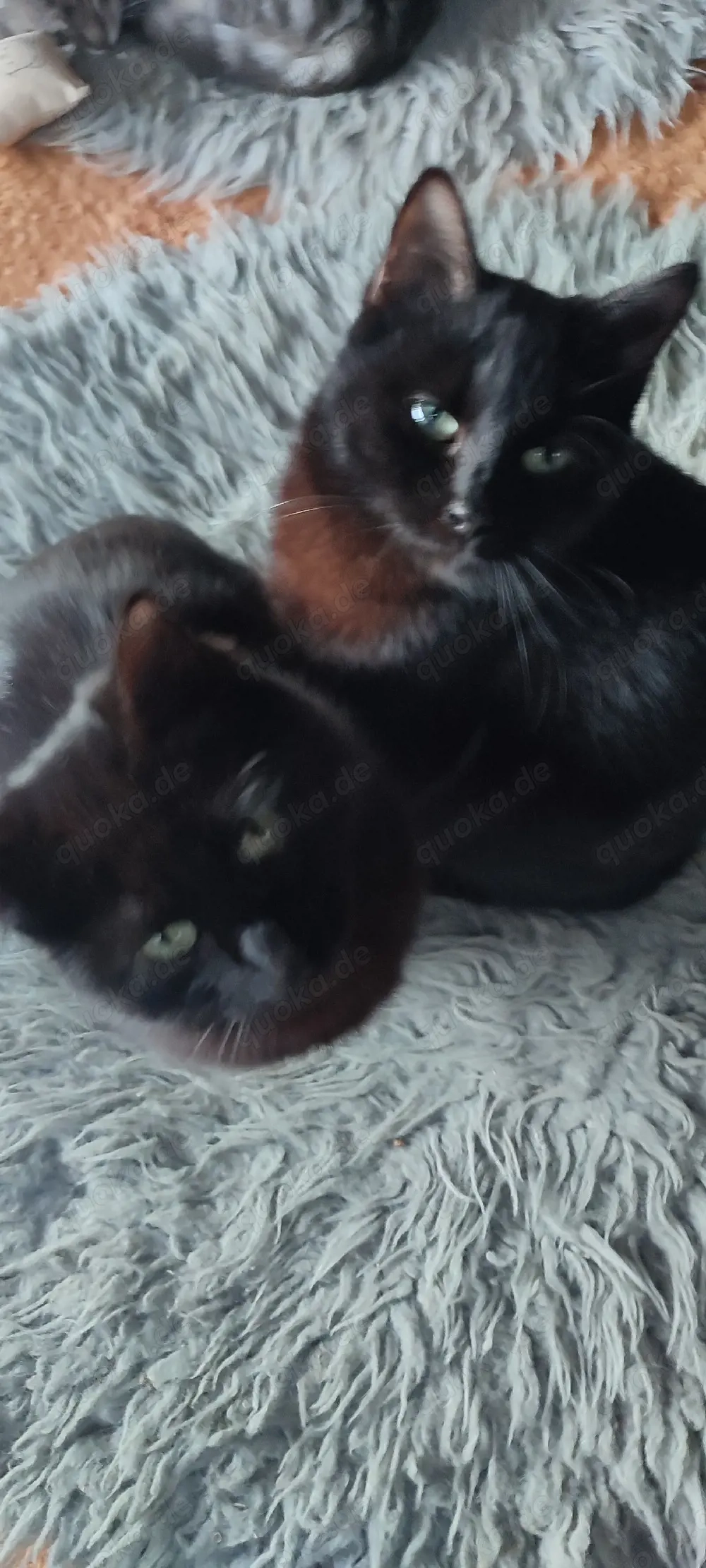  Kater Brüder ! Zusammen 450  Heilige Birmamix ! 10 Monate 