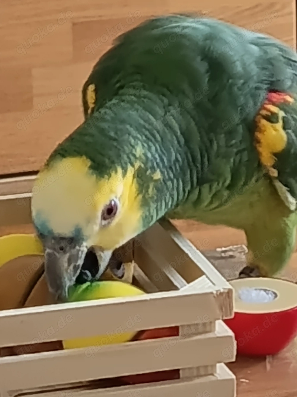 2 Blaustirnamazonen Pärchen sprechend abzugeben (ca. 2 Jahre alt) inklusive großem Montana-Käfig