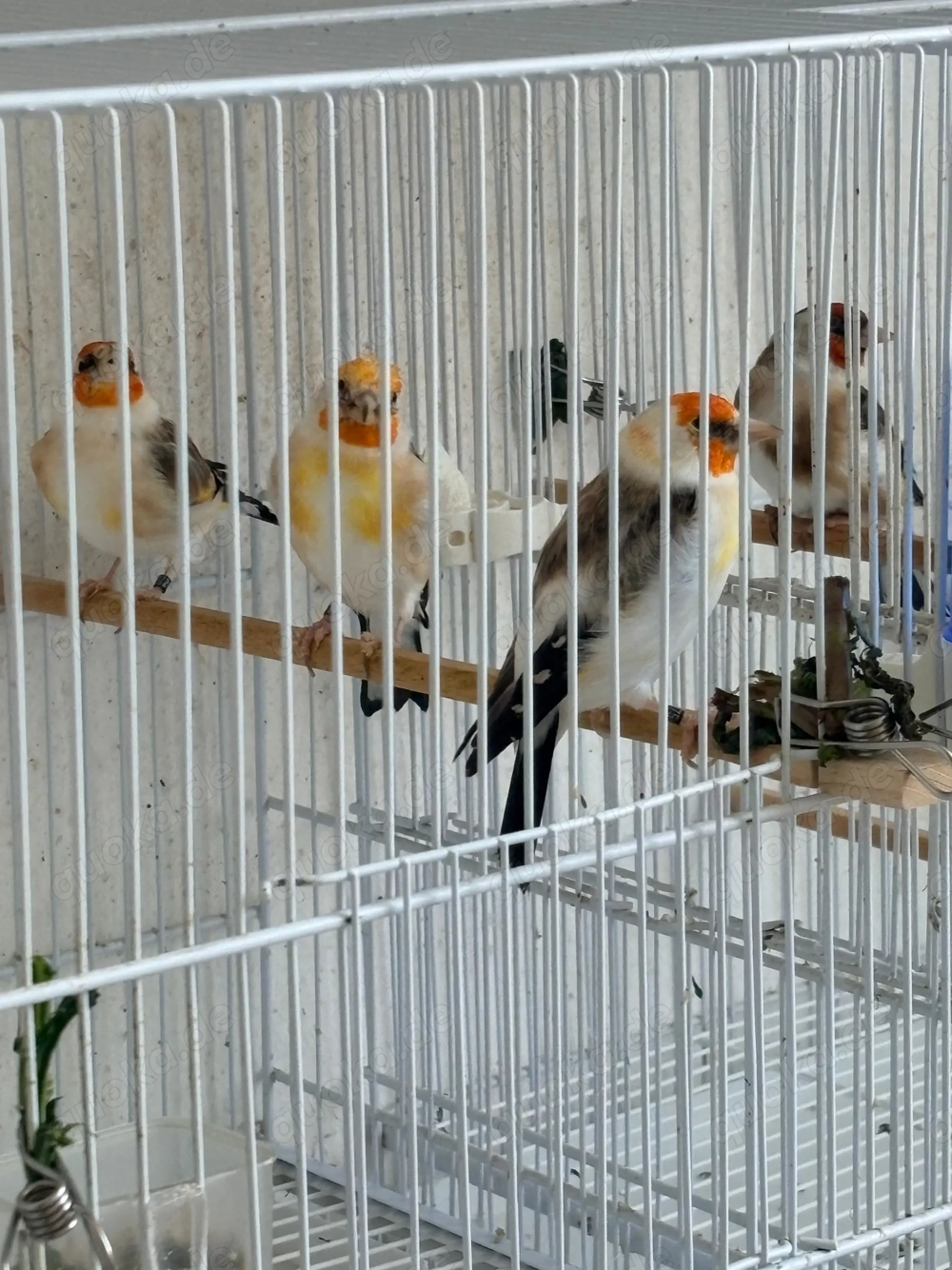 Stieglitz Major Mutation 
