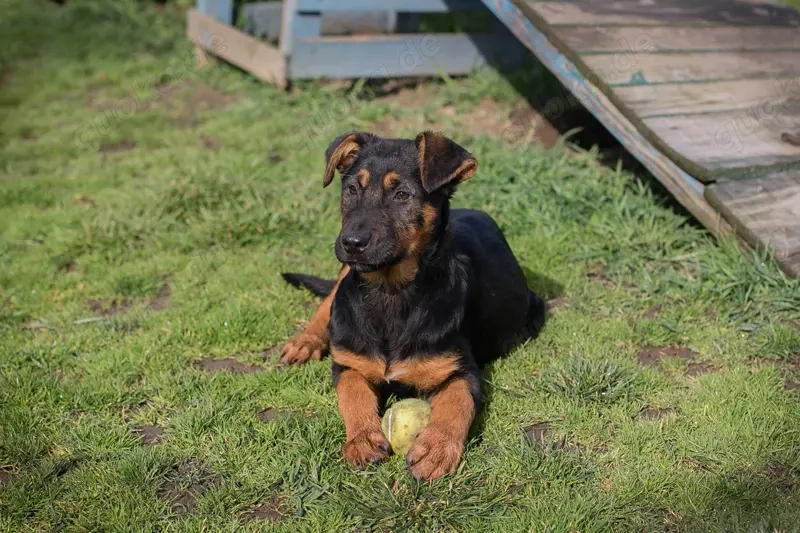 Chip 256225 - mit dem Ball spielen macht Mega Spaß