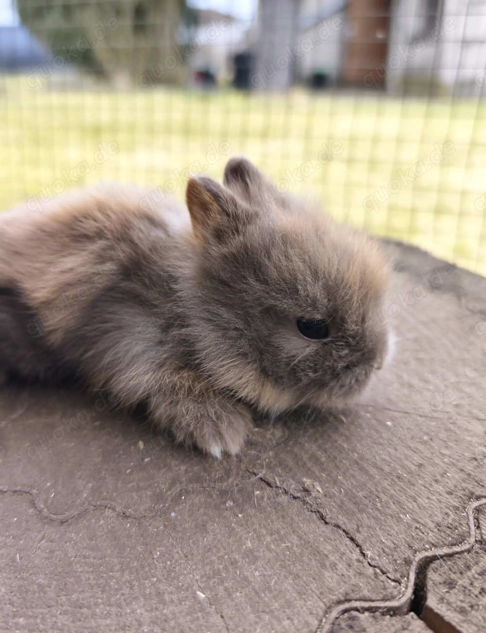 Zwergkaninchen, Löwenköpfchen 