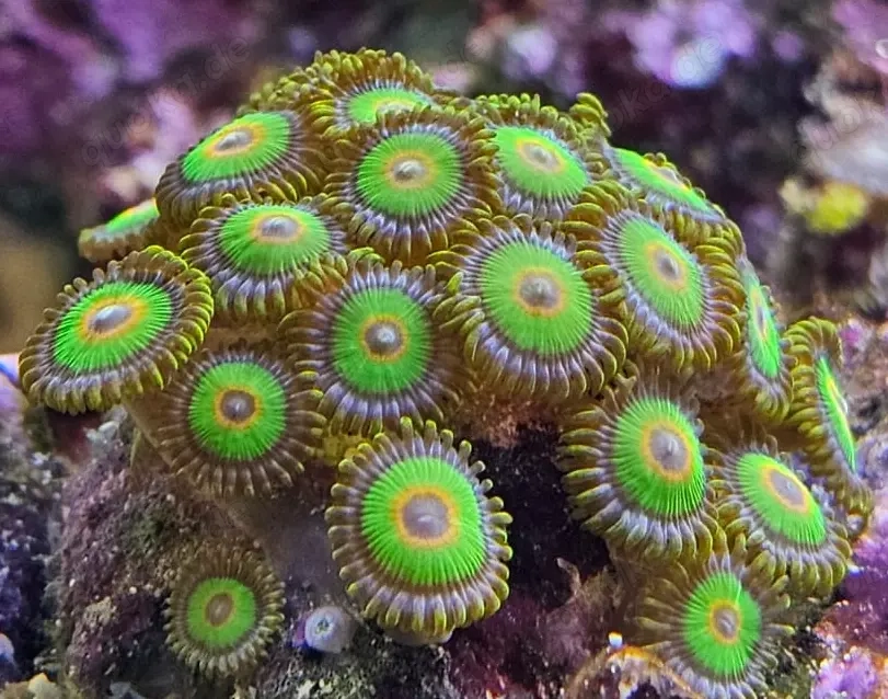 Korallenableger Zoanthus " Rasta"