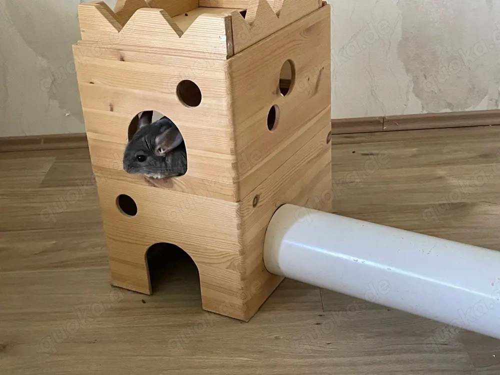 Chinchilla Familie sucht neues Zuhause