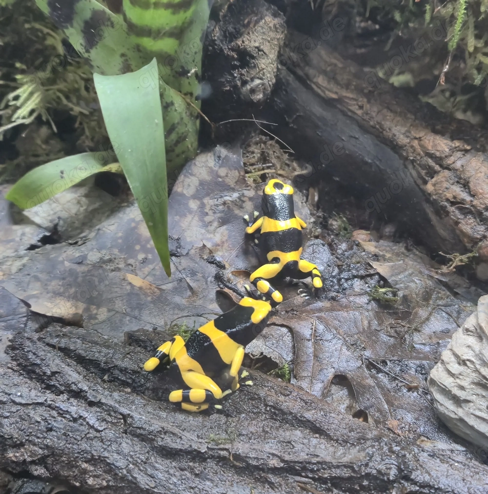 suche dendrobates leucomelas  Guyana gebändert 0.2.0