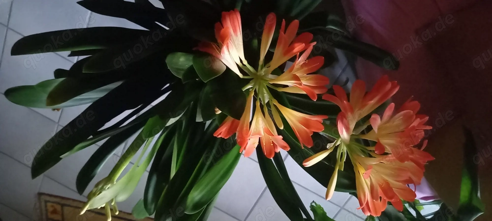 Clivie blüht im April 